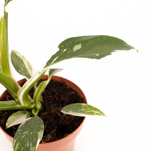 Philodendron erubescens 'White Princess'