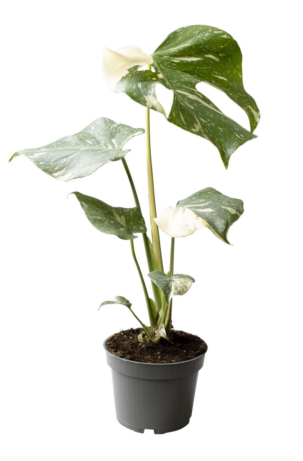 Monstera deliciosa 'Thai Constellation'