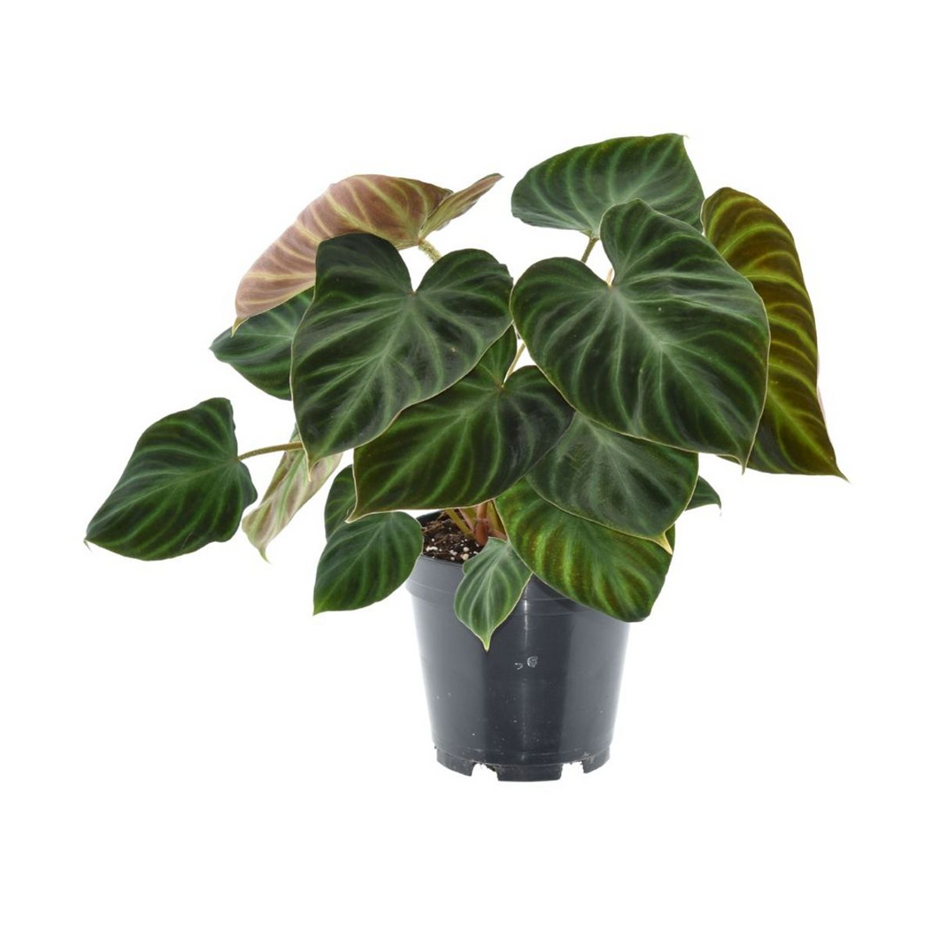 Philodendron verrucosum