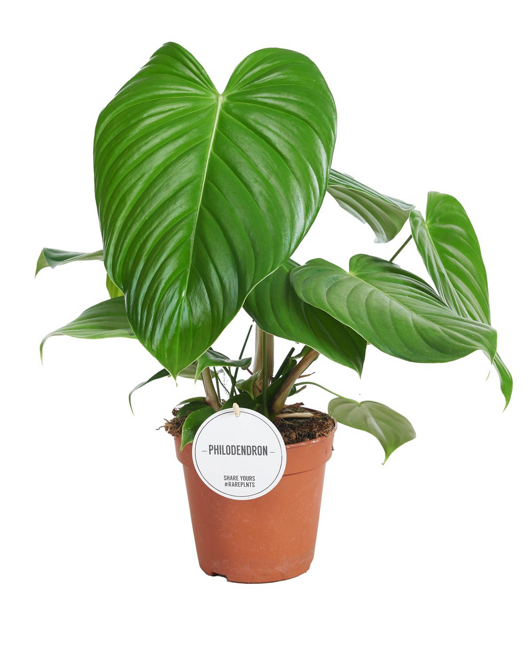 Philodendron Grandipes