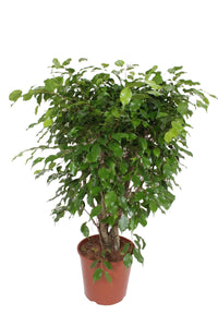 Ficus benjamina