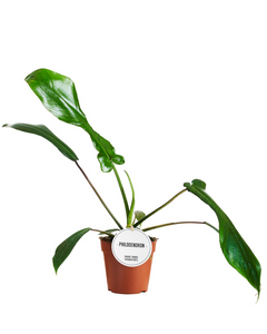 Philodendron x joepii