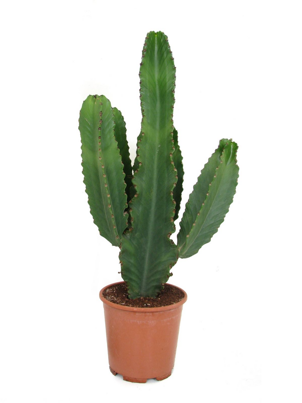 Euphorbia ingens