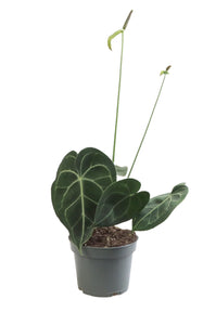 Anthurium clarinervium