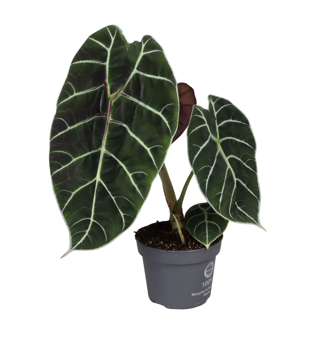 Alocasia watsonia