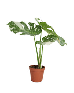 Monstera deliciosa 'Thai Constellation'