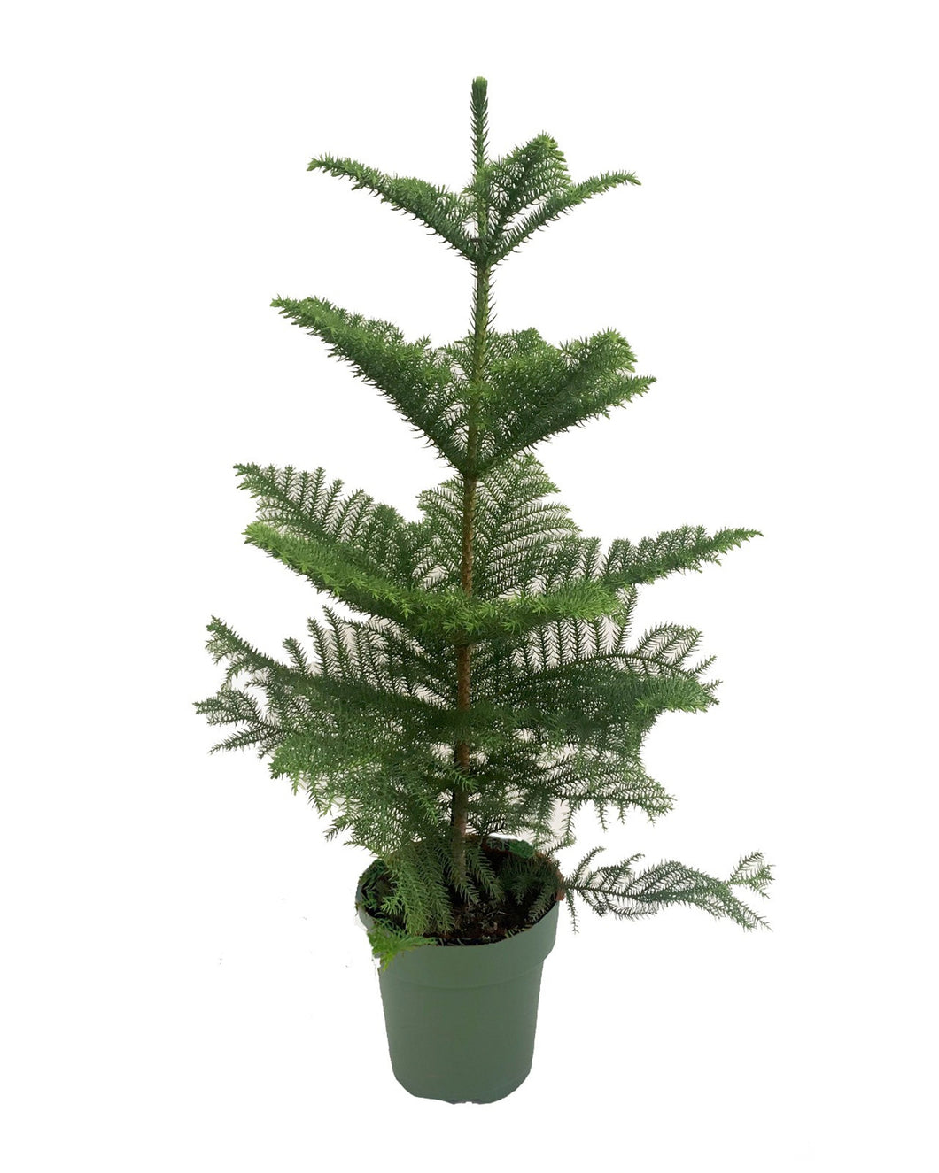 Araucaria heterophylla - Norfolk Island Pine