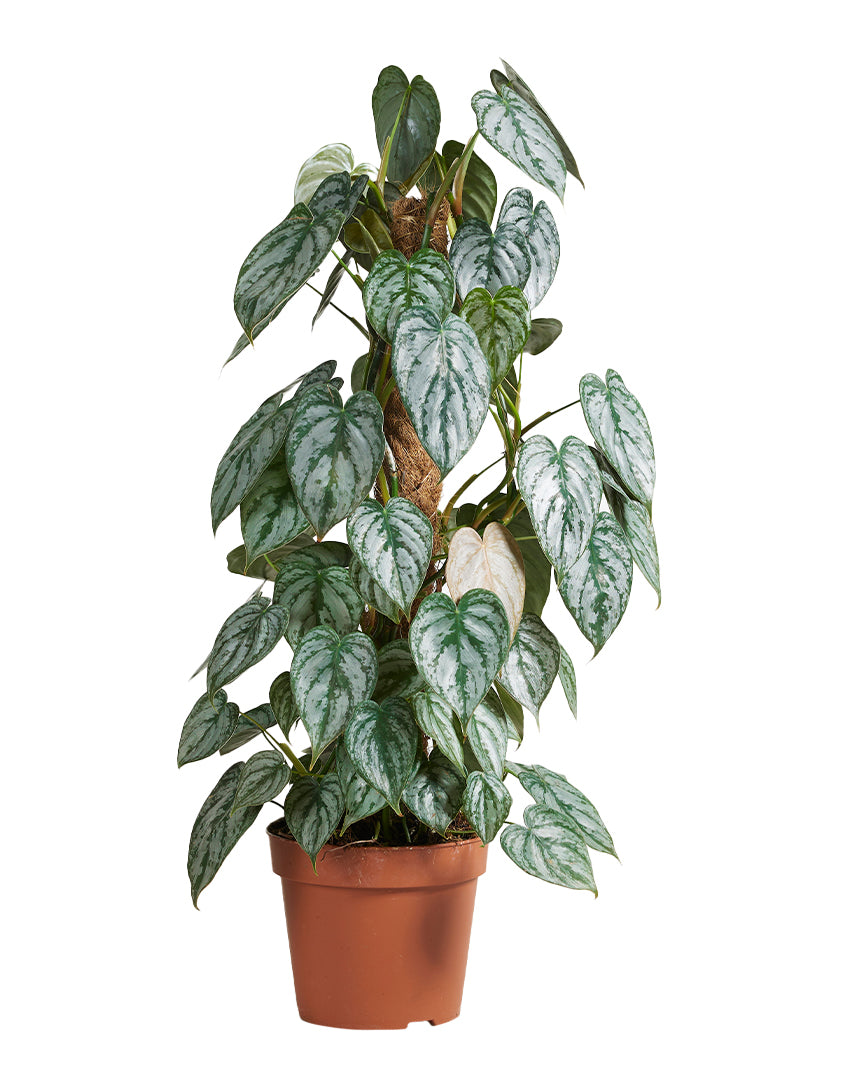 Philodendron brandtianum