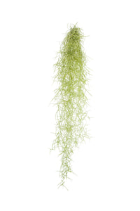 Tillandsia usneoides - Spanish Moss