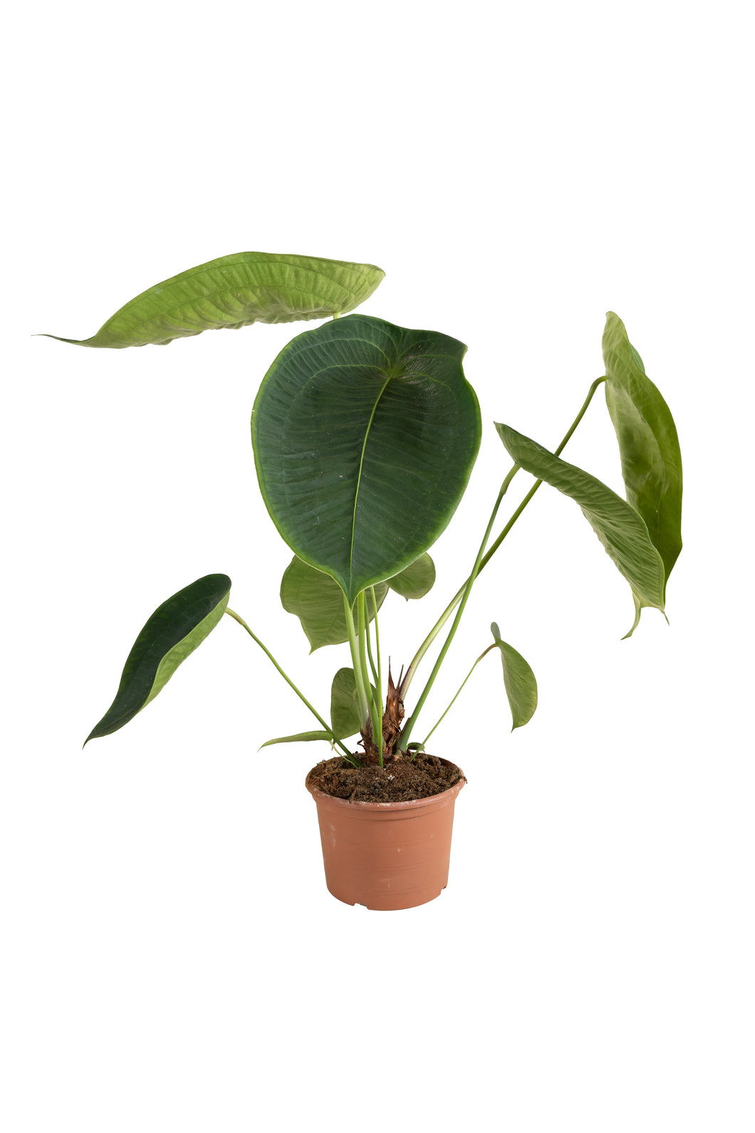 Anthurium peltigerum