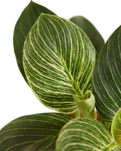 Load image into Gallery viewer, Philodendron ‘Birkin’
