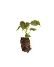Load image into Gallery viewer, MM-MEC-0498 - 0

