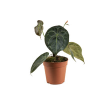 Load image into Gallery viewer, Anthurium forgetti
