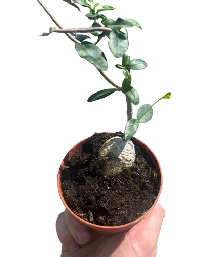 Fockea edulis - Root Houseplants