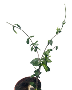 Fockea edulis - Root Houseplants