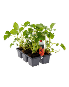 Fragaria - Strawberry Plant - Root Houseplants