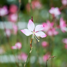 Load image into Gallery viewer, Gaura lindheimeri - Lindheimer&#39;s Beeblossom - Root Houseplants
