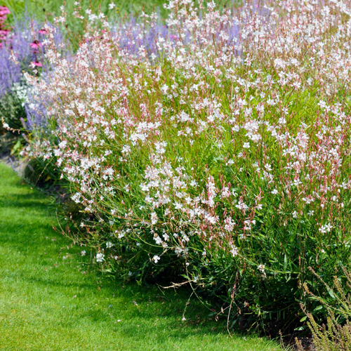 Gaura lindheimeri - Lindheimer's Beeblossom - Root Houseplants