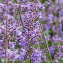 Load image into Gallery viewer, Nepeta faassenii
