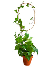 Load image into Gallery viewer, Golden Plant Stakes - Root Houseplants
