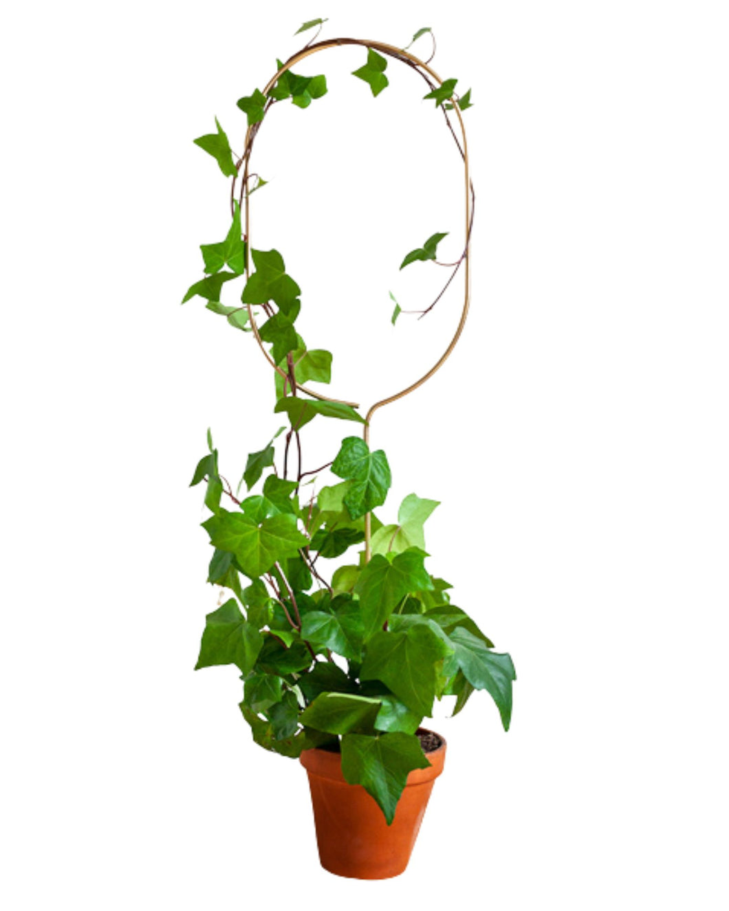 Golden Plant Stakes - Root Houseplants