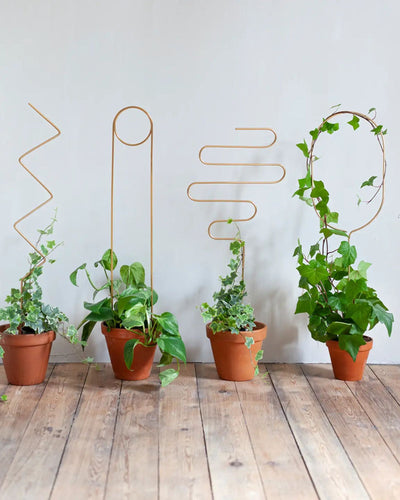 Golden Plant Stakes - Root Houseplants