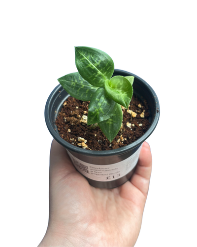 Goodyera daibuzanensis - Root Houseplants