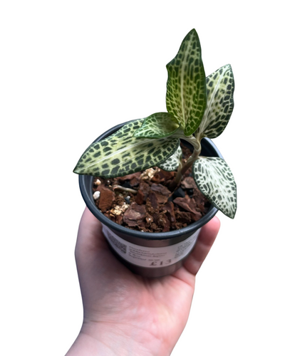 Goodyera schlechtendaliana 'Nishikiran Japan' - Root Houseplants
