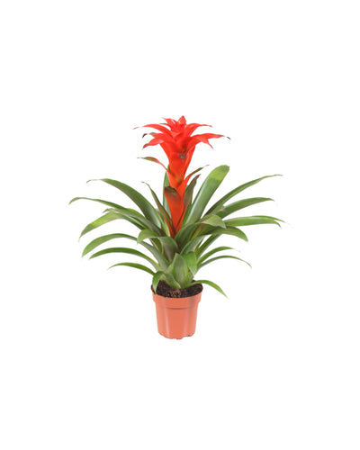 Guzmania 'Calypso' - Root Houseplants