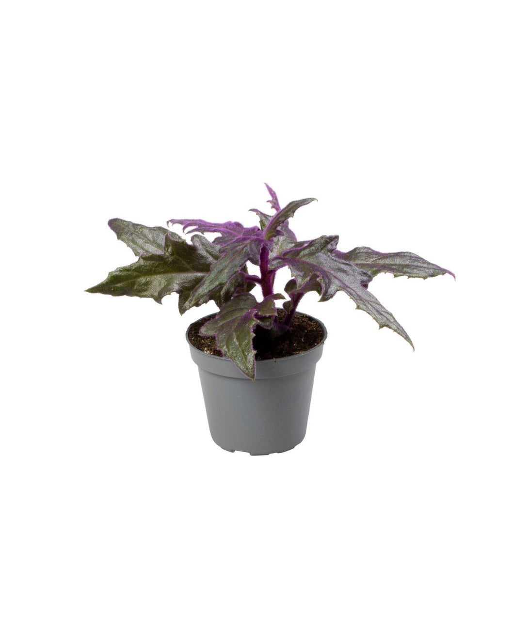 Gynura aurantiaca 'Purple Passion' - Root Houseplants