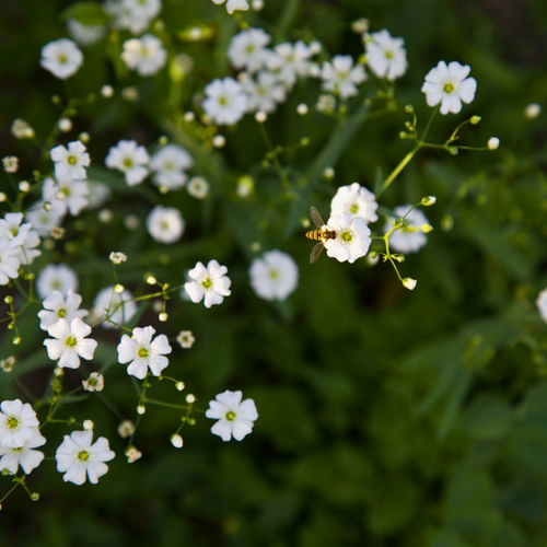 Gypsophila repens 'Alba' - Root Houseplants