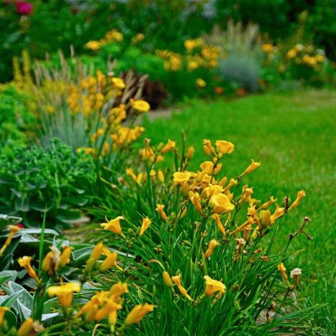 Hemerocallis 'Stella de Oro' - Daylily - Root Houseplants