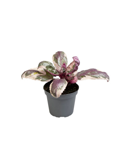 Hemigraphis 'Snow White' - Root Houseplants