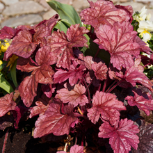 Load image into Gallery viewer, Heuchera micrantha &#39;Palace Purple&#39; - Root Houseplants
