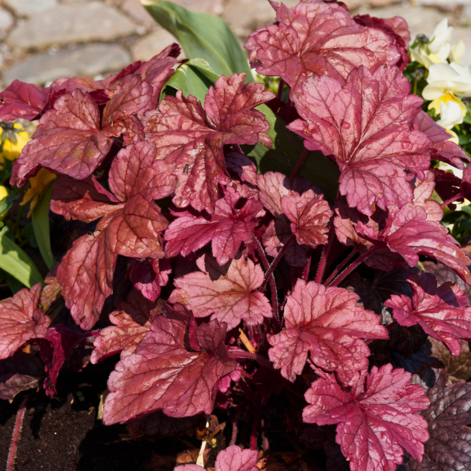 Heuchera micrantha 'Palace Purple' - Root Houseplants