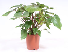 Lade das Bild in den Galerie-Viewer, Homalomena rubescens x Maggy - Root Houseplants
