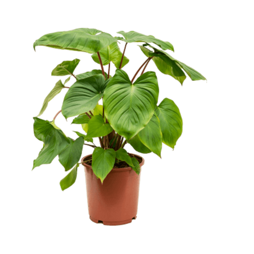 Homalomena rubescens x Maggy - Root Houseplants
