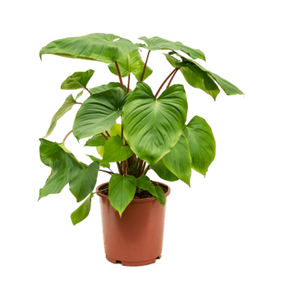 Homalomena rubescens x Maggy - Root Houseplants