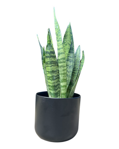 Houseplant and Pot Gift - Root Houseplants