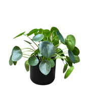 Load image into Gallery viewer, Houseplant and Pot Gift - Root Houseplants
