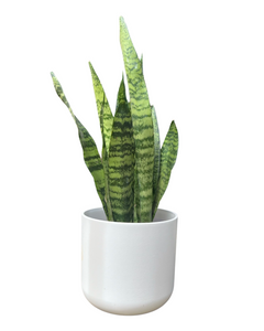 Houseplant and Pot Gift - Root Houseplants