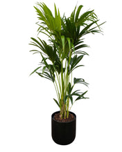 Lade das Bild in den Galerie-Viewer, Howea forsteriana - Kentia Palm - Root Houseplants
