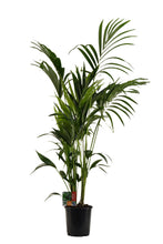 Lade das Bild in den Galerie-Viewer, Howea forsteriana - Kentia Palm - Root Houseplants

