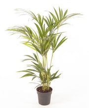 Lade das Bild in den Galerie-Viewer, Howea forsteriana - Kentia Palm - Root Houseplants
