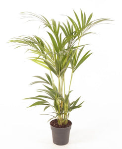 Howea forsteriana - Kentia Palm - Root Houseplants