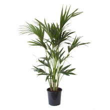 Lade das Bild in den Galerie-Viewer, Howea forsteriana - Kentia Palm - Root Houseplants
