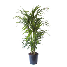 Lade das Bild in den Galerie-Viewer, Howea forsteriana - Kentia Palm - Root Houseplants
