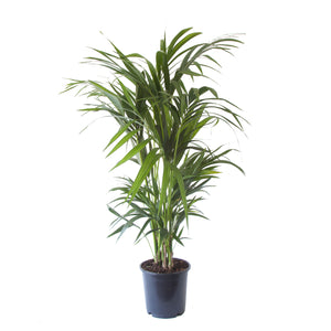 Howea forsteriana - Kentia Palm - Root Houseplants