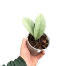 Load image into Gallery viewer, Hoya AH074 &#39;Silver&#39; (syn. Silver Moon&#39;) - Root Houseplants
