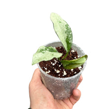 Load image into Gallery viewer, Hoya AH074 &#39;Silver&#39; (syn. Silver Moon&#39;) - Root Houseplants

